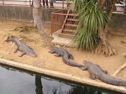 crocodile2.jpg